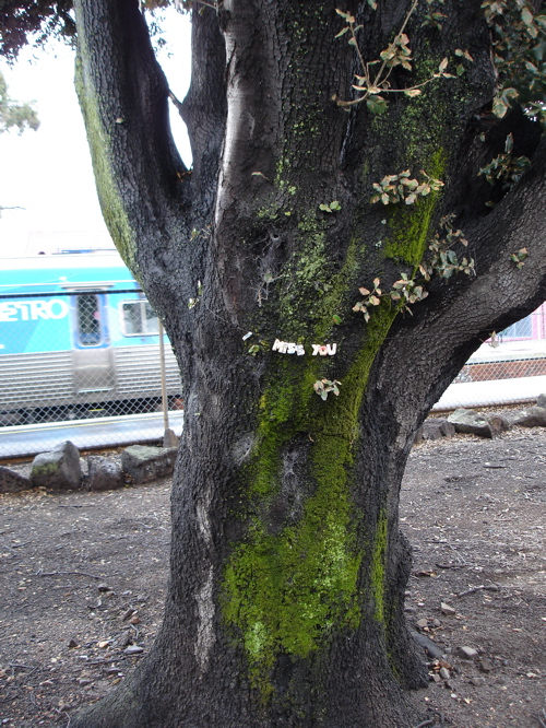 the i miss you tree